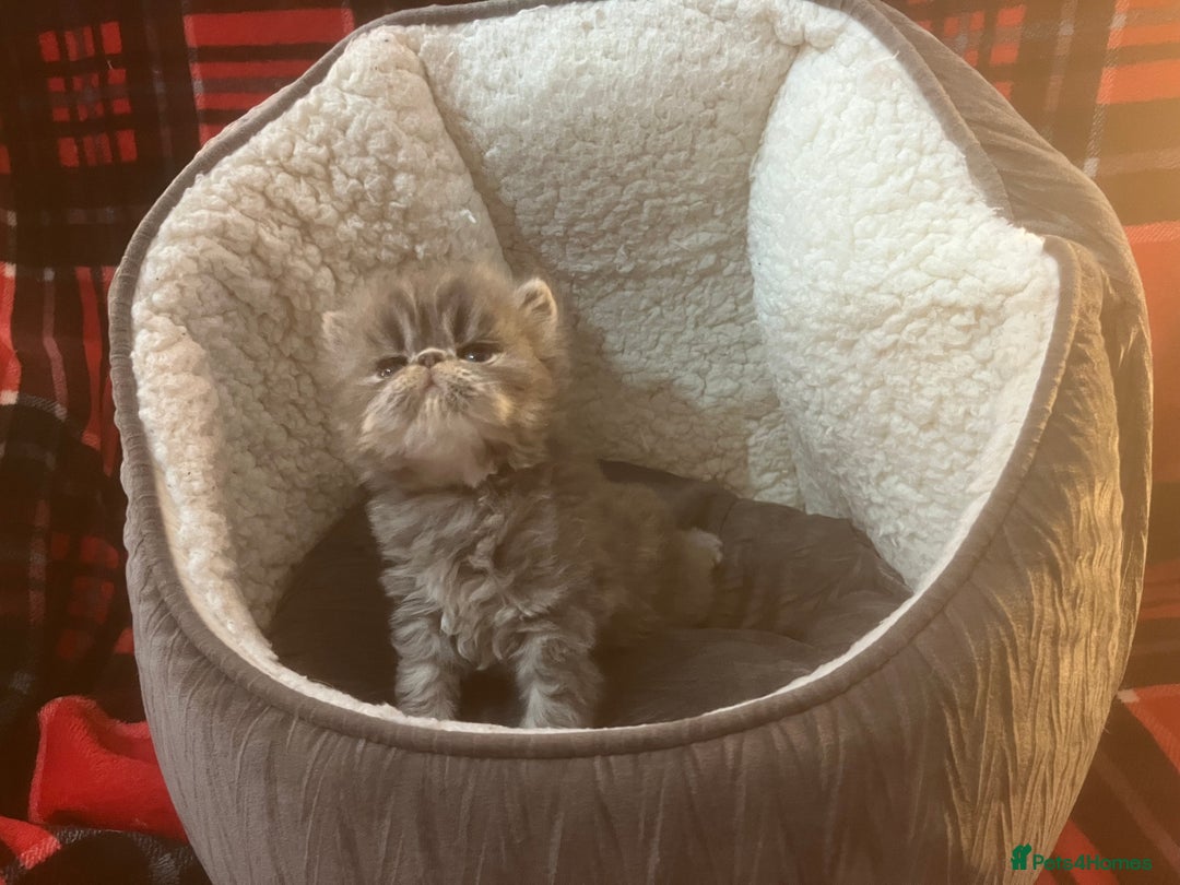 Persian cats for sale: 4 ADORABLE LITTLE CUTIE PIES, (READY 9TH JAN)  - Advert 27