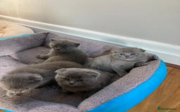 Scottish Fold cats for sale: Waiting for a Warm Heart:Scottish Fold for Sale - Image 1