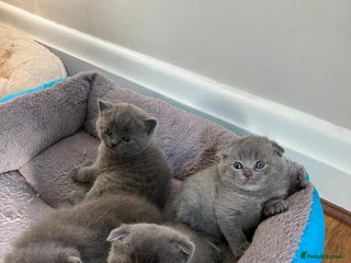 Scottish Fold cats for sale - Advert 1