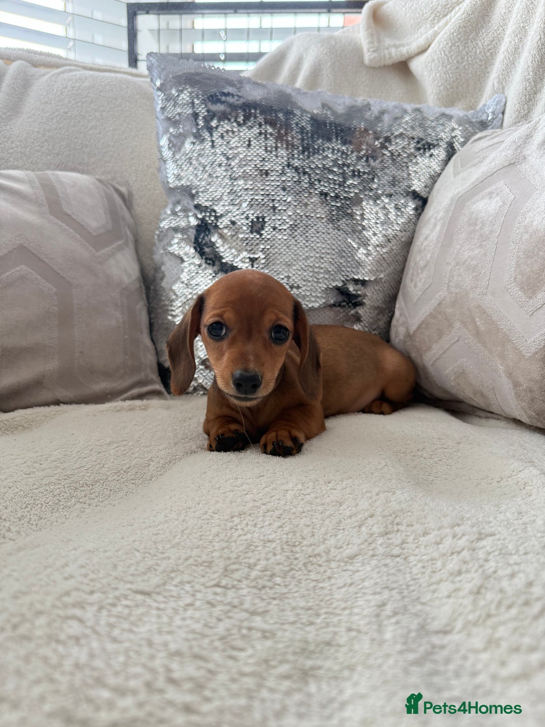 Miniature Dachshund dogs for sale: Miniature red dachshunds - Image 5