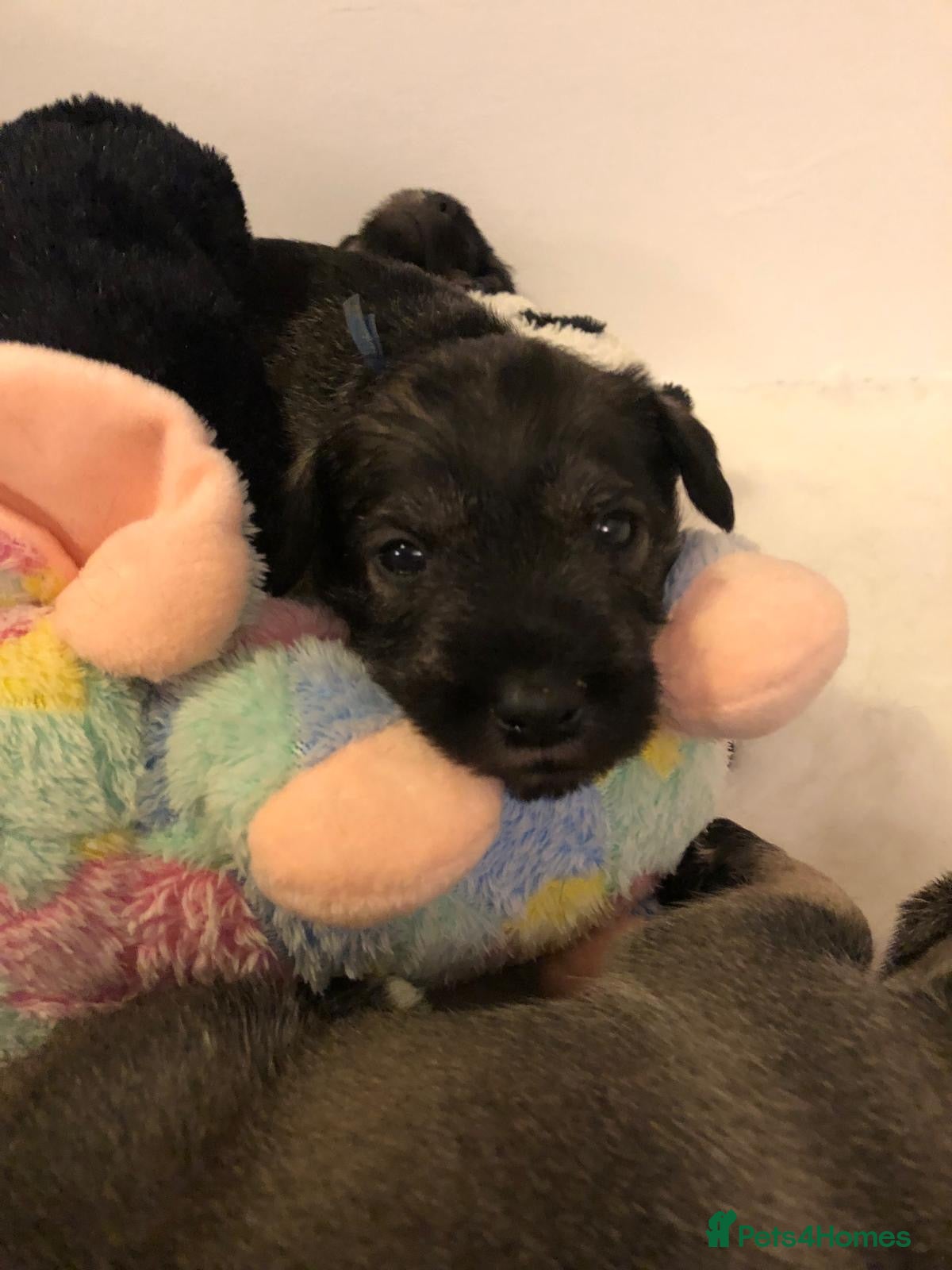 Schnauzer dogs Kennel Club registered puppies  - Advert 1