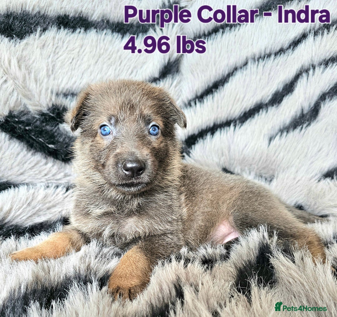 German Shepherd dogs for sale: 🔹️6 Health tested Pedigree gsp's available🔹️ - Image 5
