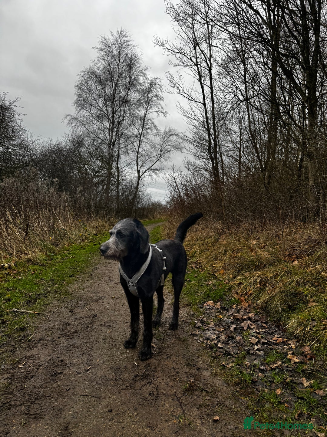Labradoodle dogs for sale: Labradoodle  - Advert 2
