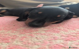 Miniature Dachshund dogs for sale: Last beautiful little girl  - Image 4