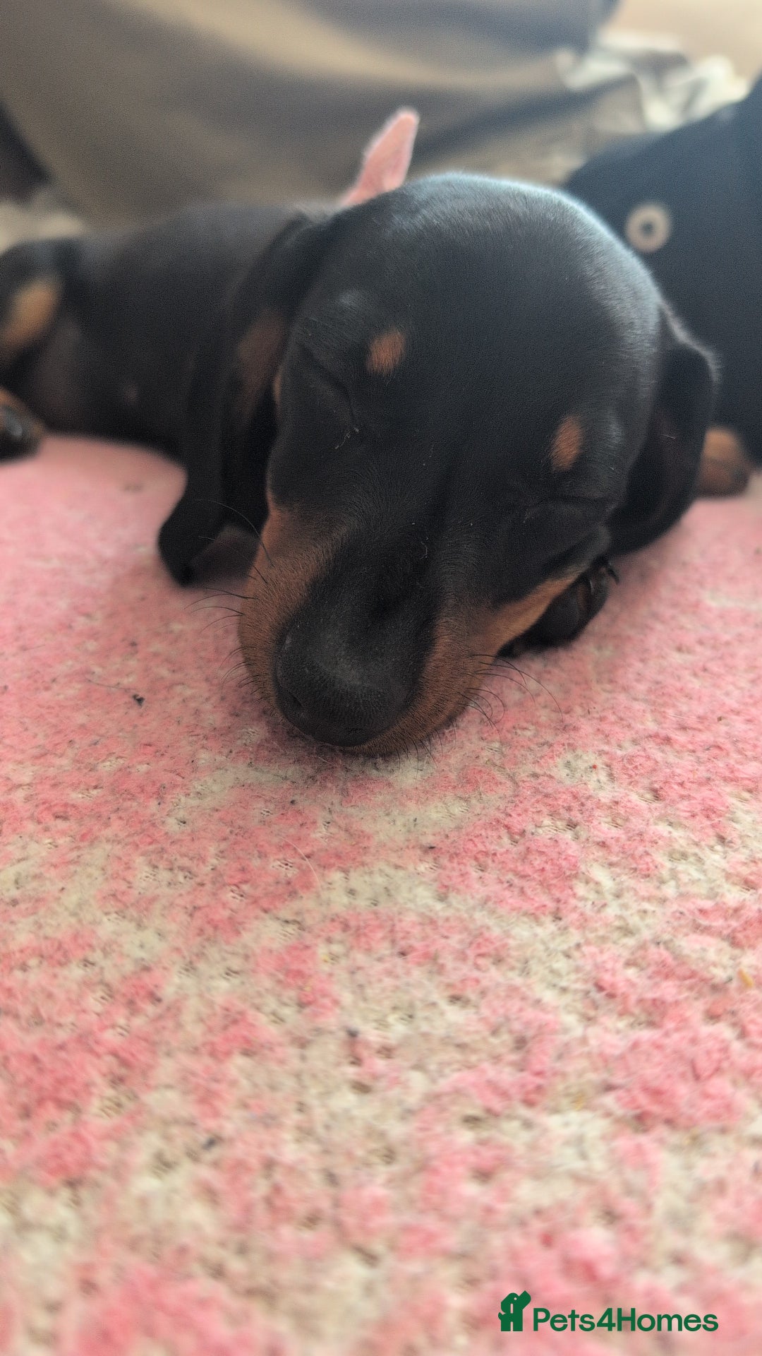 Miniature Dachshund dogs for sale: Last beautiful little girl  - Image 4