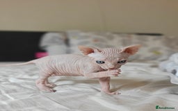 Sphynx cats for sale: Pedigree Sphynx Kitten in Bedford - Image 17