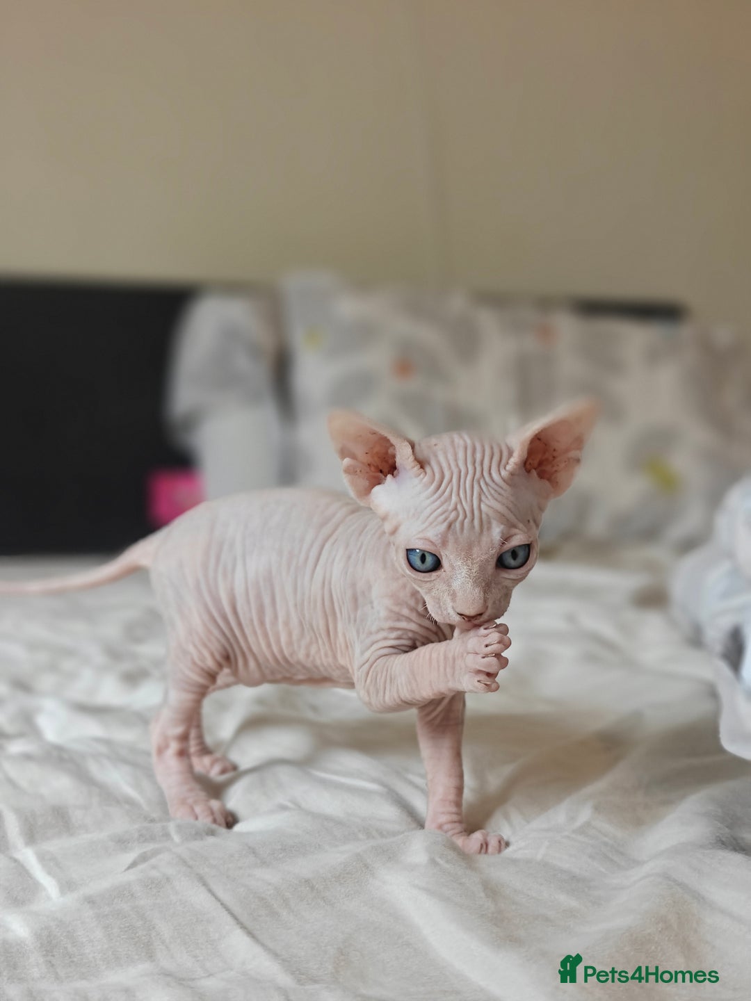 Sphynx cats for sale: Pedigree Sphynx Kitten in Bedford - Image 17