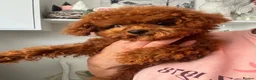 Toy Poodle dogs for sale: 🧸Asian Poodle Girl Health Tested Parents🧸 - Advert 4