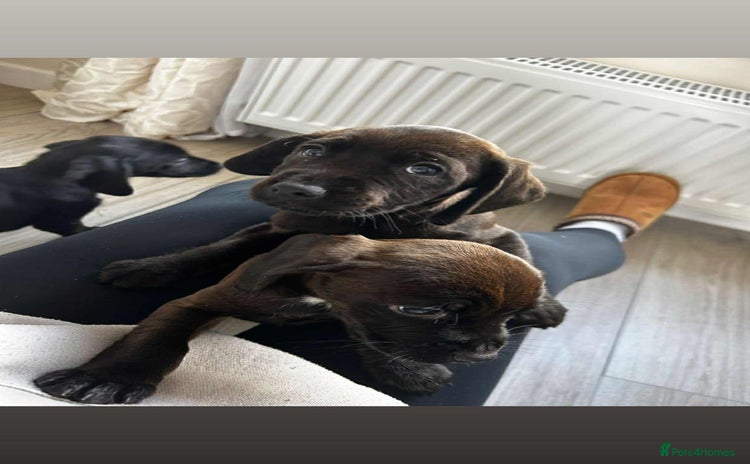 Mixed Breed dogs - Advert 1