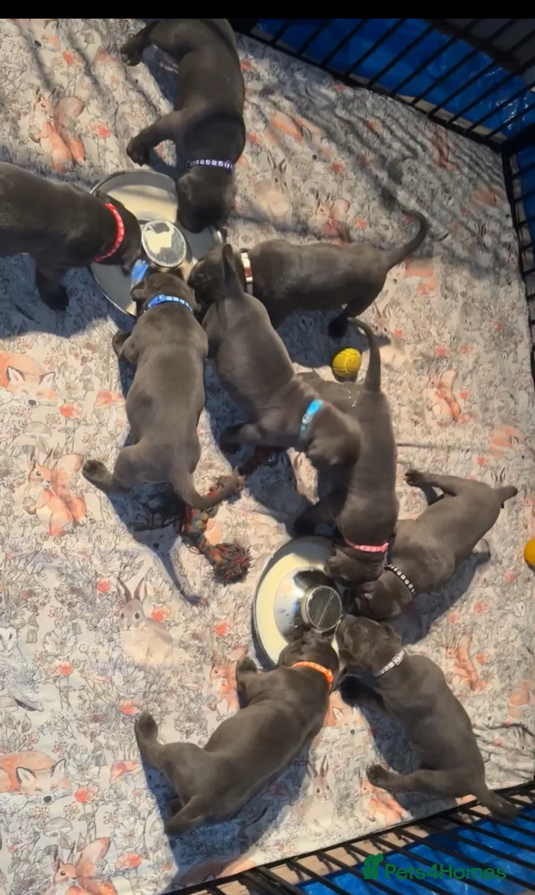 Cane Corso dogs for sale: Pure Blue Cane Corso puppies for sale - Advert 26