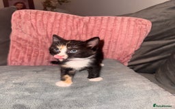 Mixed Breed cats for sale: Stunning mixed breed kittens  - Image 8