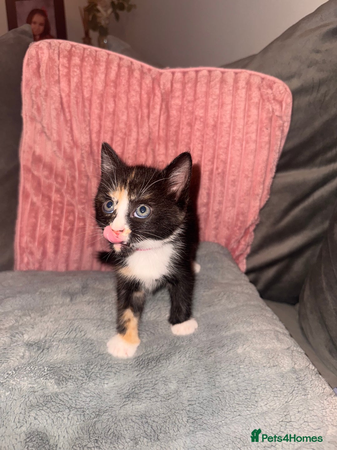 Mixed Breed cats for sale: Stunning mixed breed kittens  - Image 8