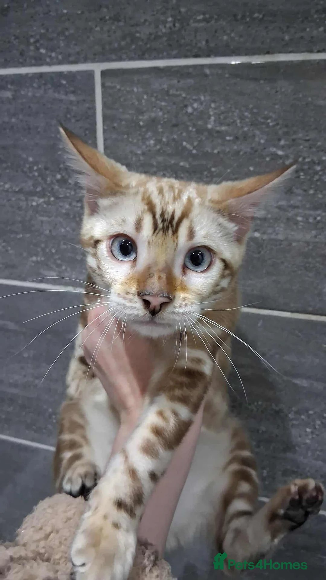 Bengal cats for stud: GANDALF Snow Mink Blue Carrier Russia Lines in Gateshead - Advert 7