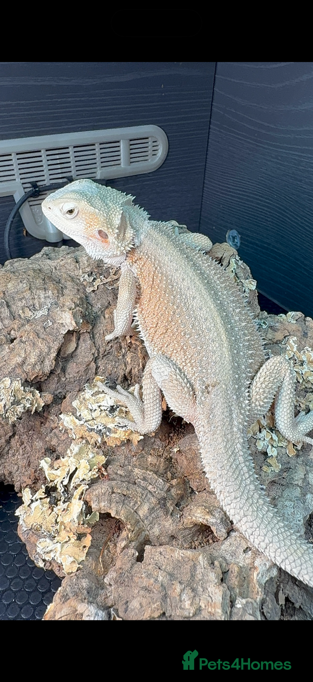 Bearded Dragon reptiles for sale: Zero female bearded dragon  - Advert 1