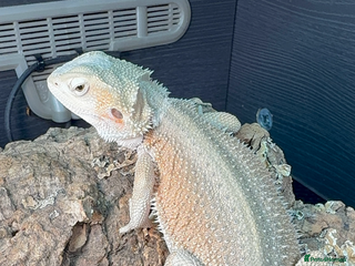 Bearded Dragon reptiles Zero female bearded dragon - Advert 2