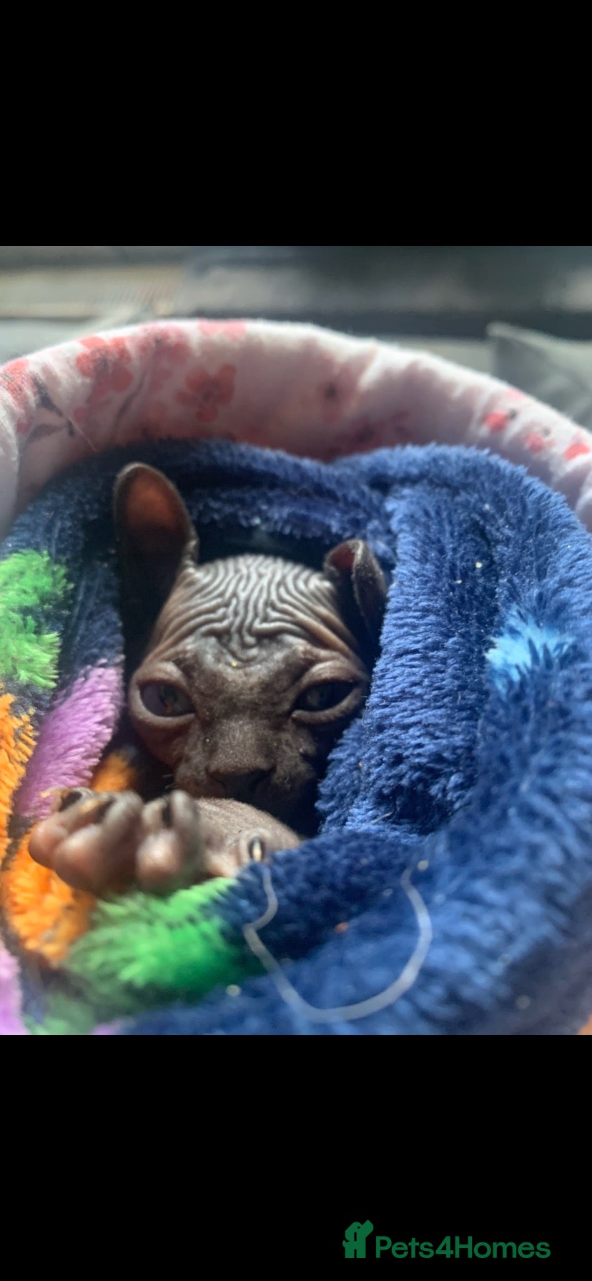 Sphynx cats Beautiful sphynx kittens  - Advert 2