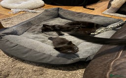Ragdoll cats for sale: 4x black kitten - Image 4