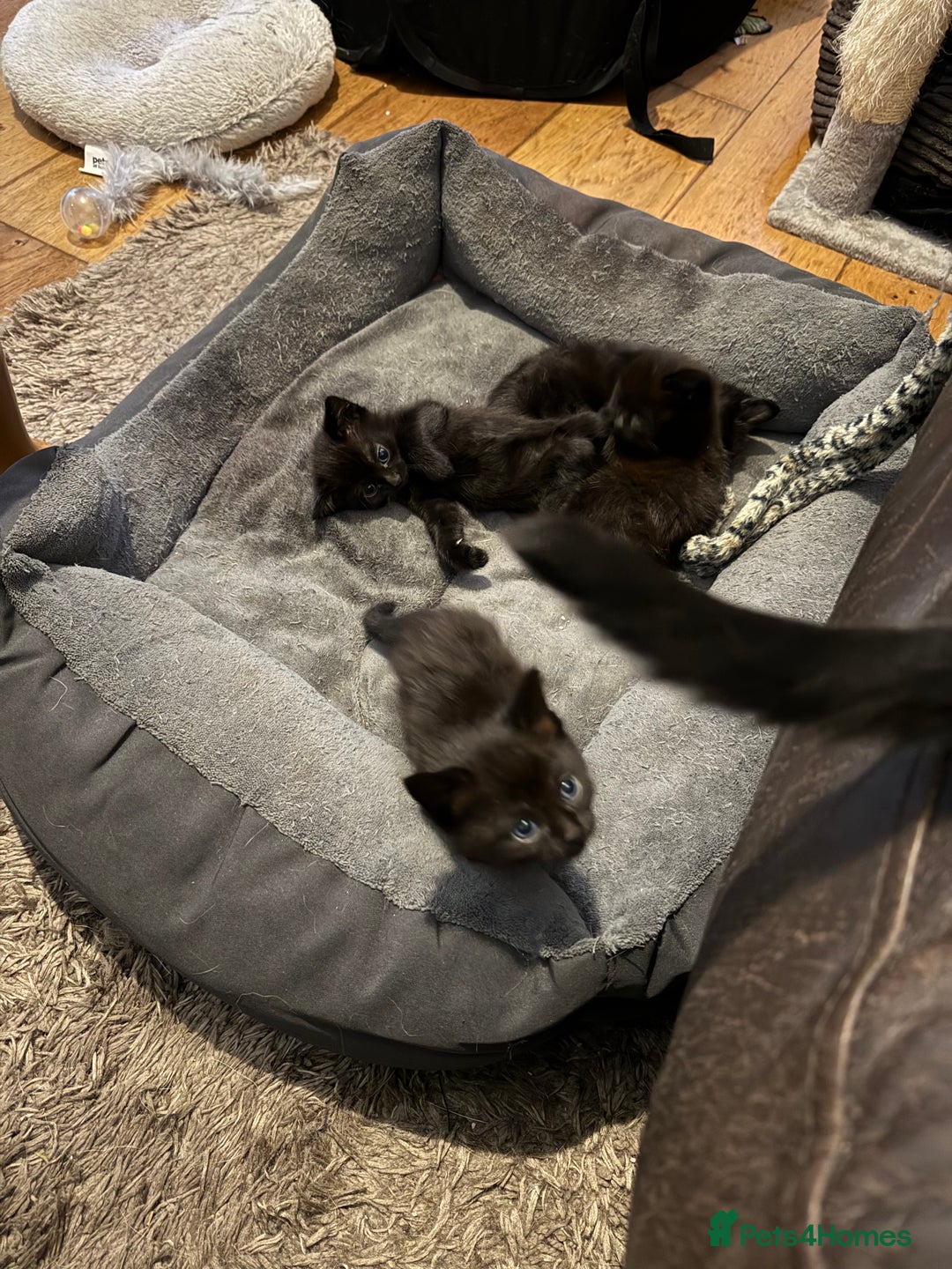 Ragdoll cats for sale: 4x black kitten - Image 4