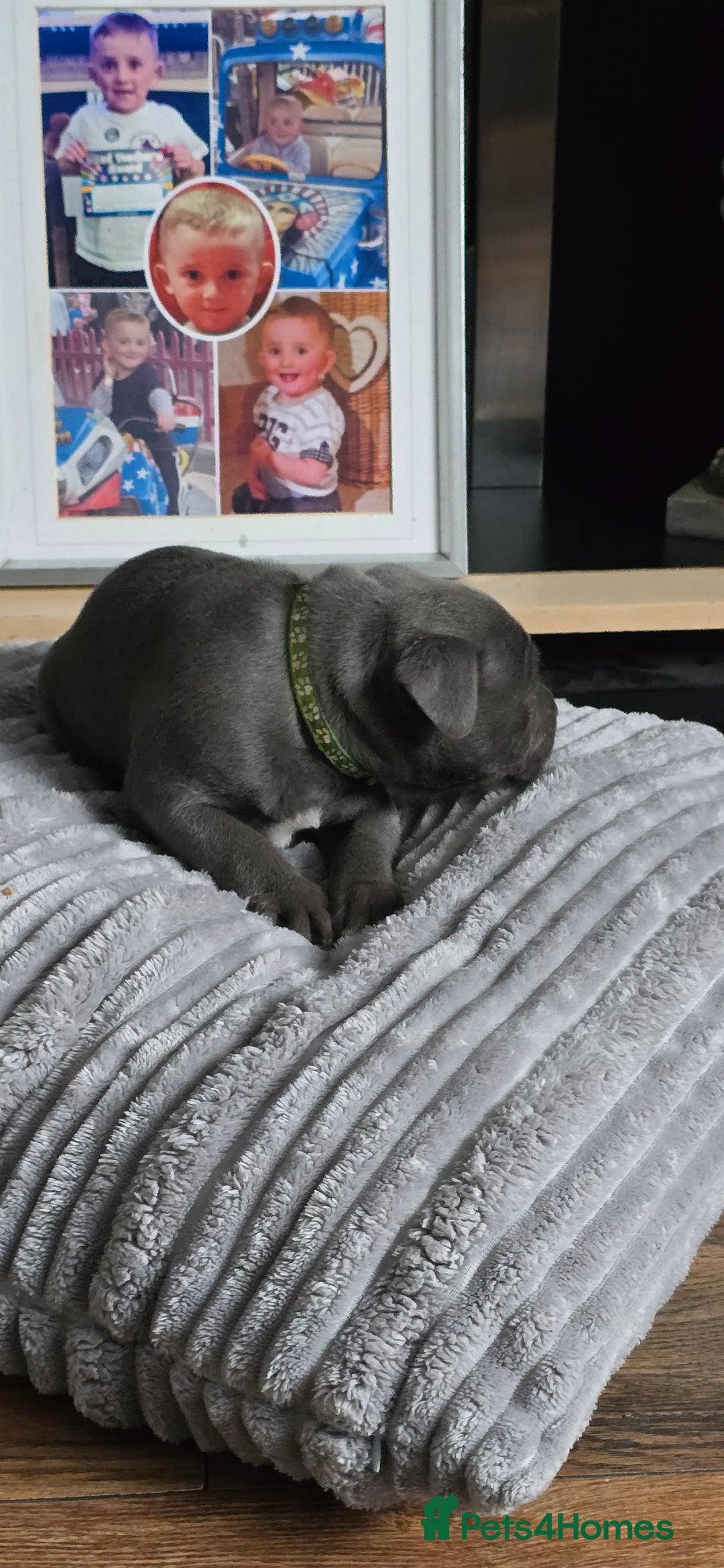 Staffordshire Bull Terrier dogs for sale: 4 beutiful blue staffies dad and mum kc  - Advert 14