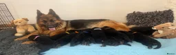 German Shepherd dogs for sale: Stunning GSD puppies for sale  - Advert 1