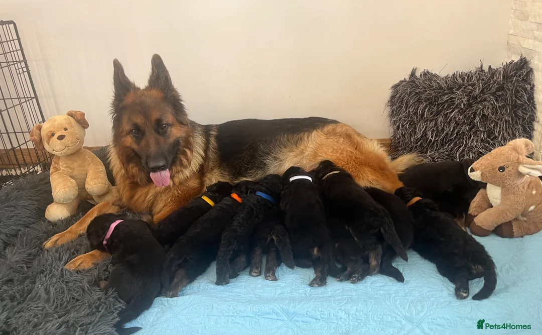 German Shepherd dogs for sale: Stunning GSD puppies for sale  - Advert 1
