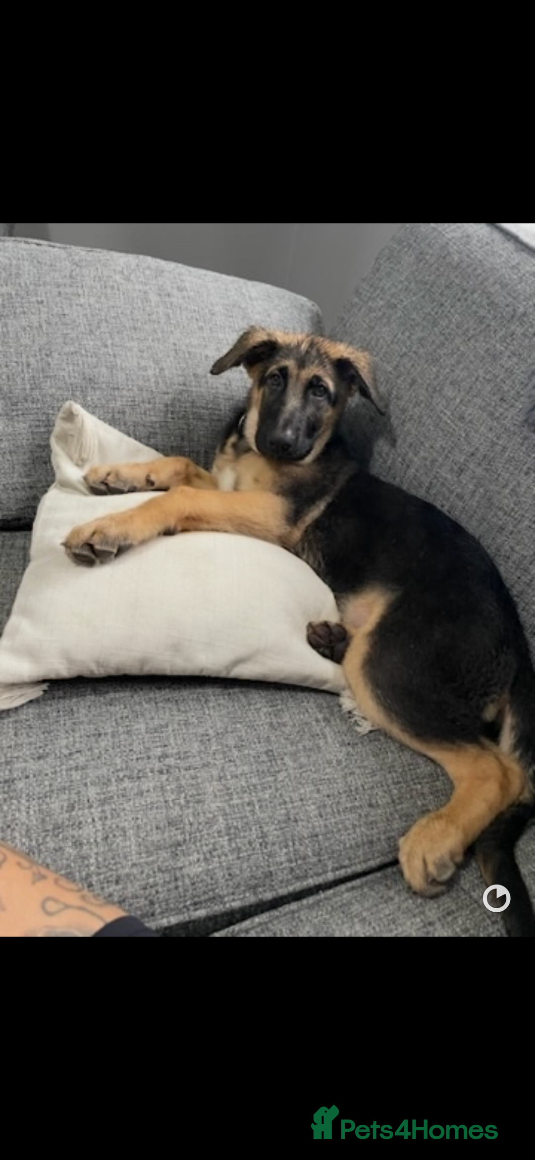 German Shepherd dogs for sale: 2 year old male German shepherd  - Advert 4