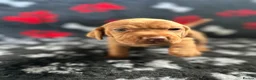 Hungarian Vizsla dogs for sale: Exceptional Pedigree Hungarian Vizsla Puppies - Advert 33