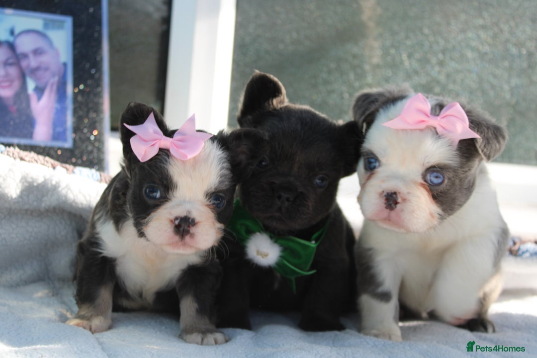 French Bulldog dogs for sale: Fluffy frenchie ready to leave  - Advert 11