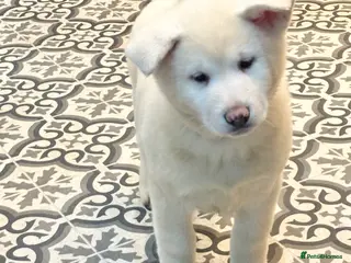 Japanese Akita Inu dogs Japanese Akita Inu Puppies - Advert 1