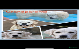 Golden Retriever dogs for sale: Cream Golden Retriever Puppy Health Tested Parents in Blackpool - Image 12
