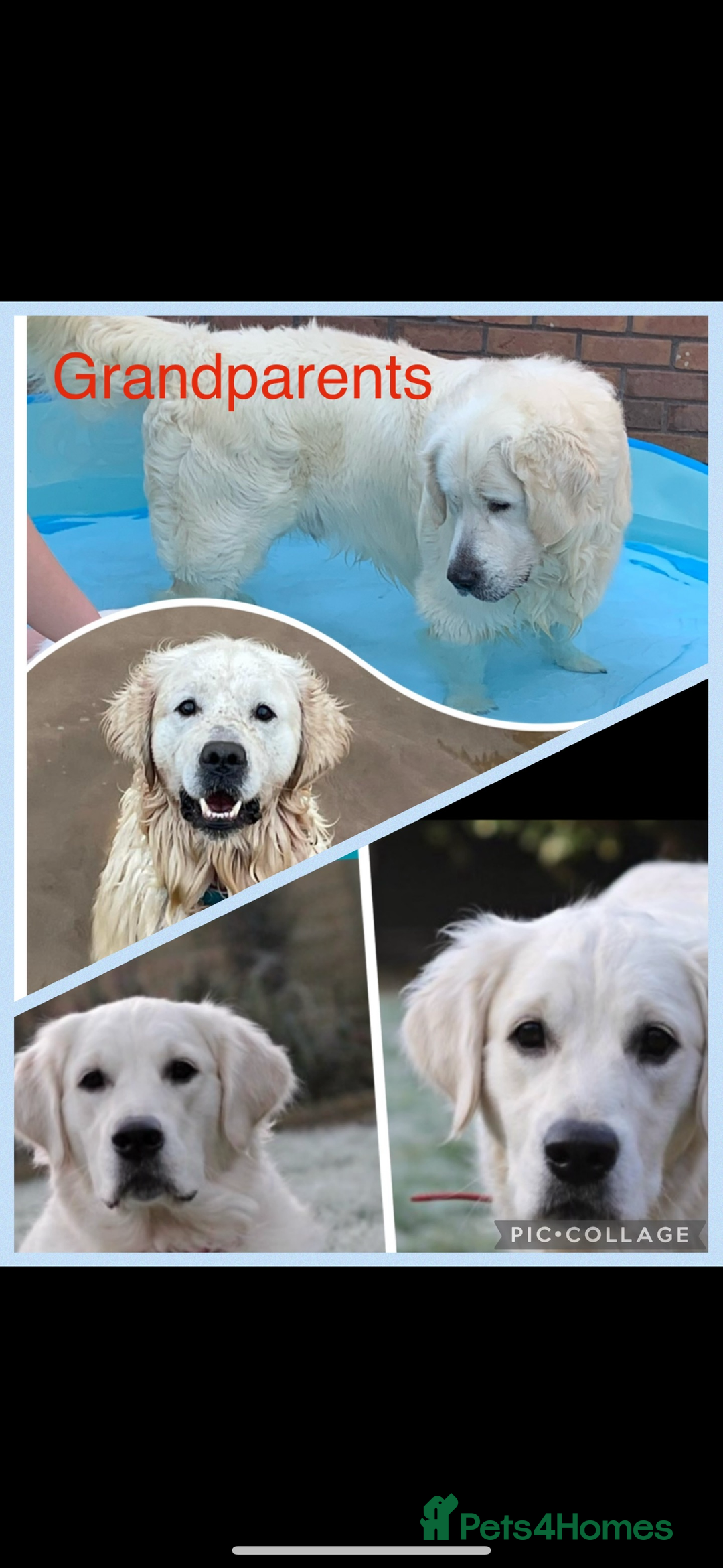 Golden Retriever dogs for sale: Cream Golden Retriever Puppy Health Tested Parents in Blackpool - Image 12