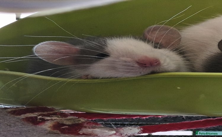 Rat rodents 4 gorgeous rats for adoption  - Advert 1