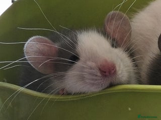 Rat rodents 4 gorgeous rats for adoption - Advert 1