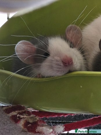 Rat rodents 4 gorgeous rats for adoption - Advert 1