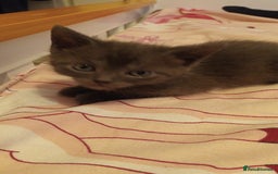 Mixed Breed cats for sale: Kittens - Image 3