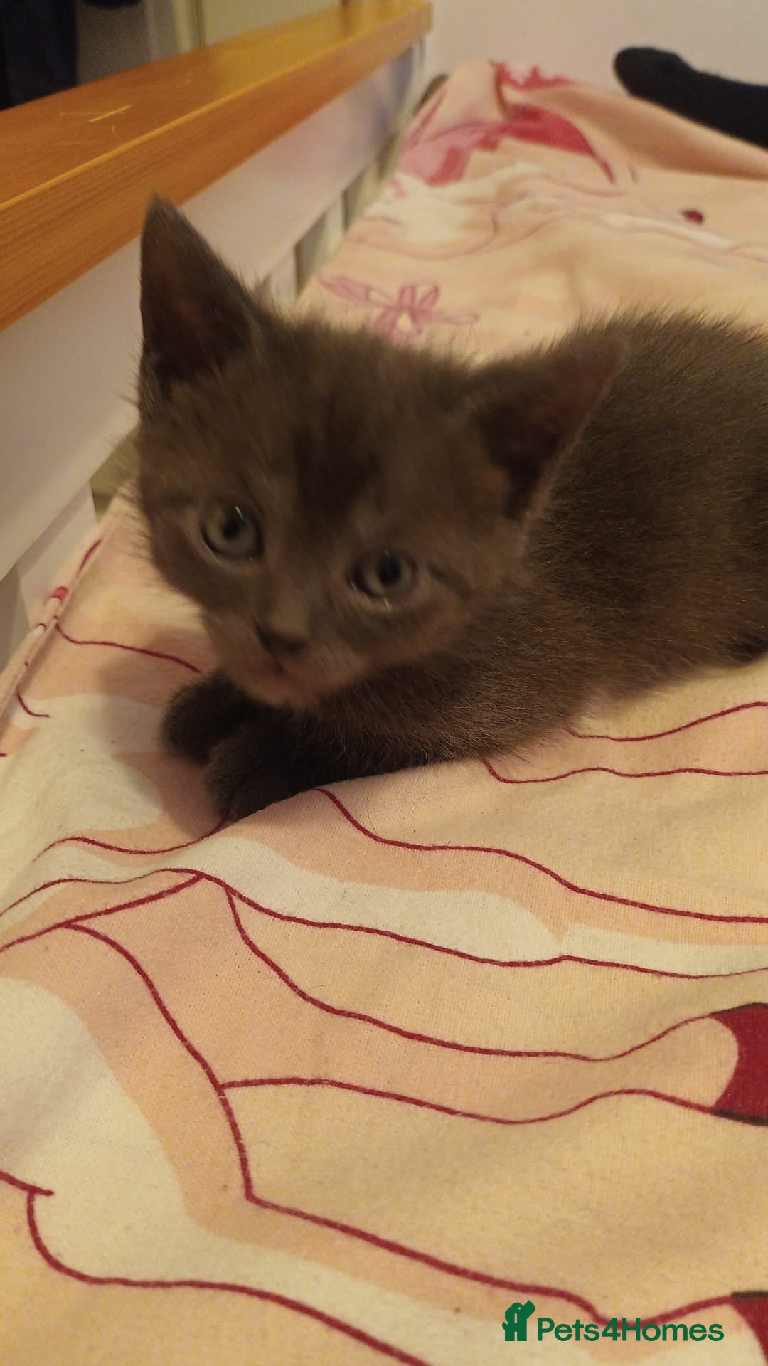 Mixed Breed cats for sale: Kittens - Image 3