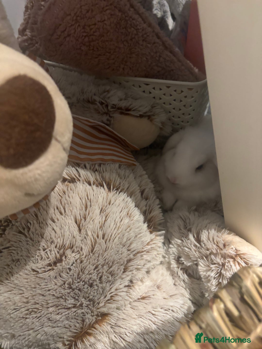 Dwarf Lop rabbits for sale: White Dwarf Llop - Image 5