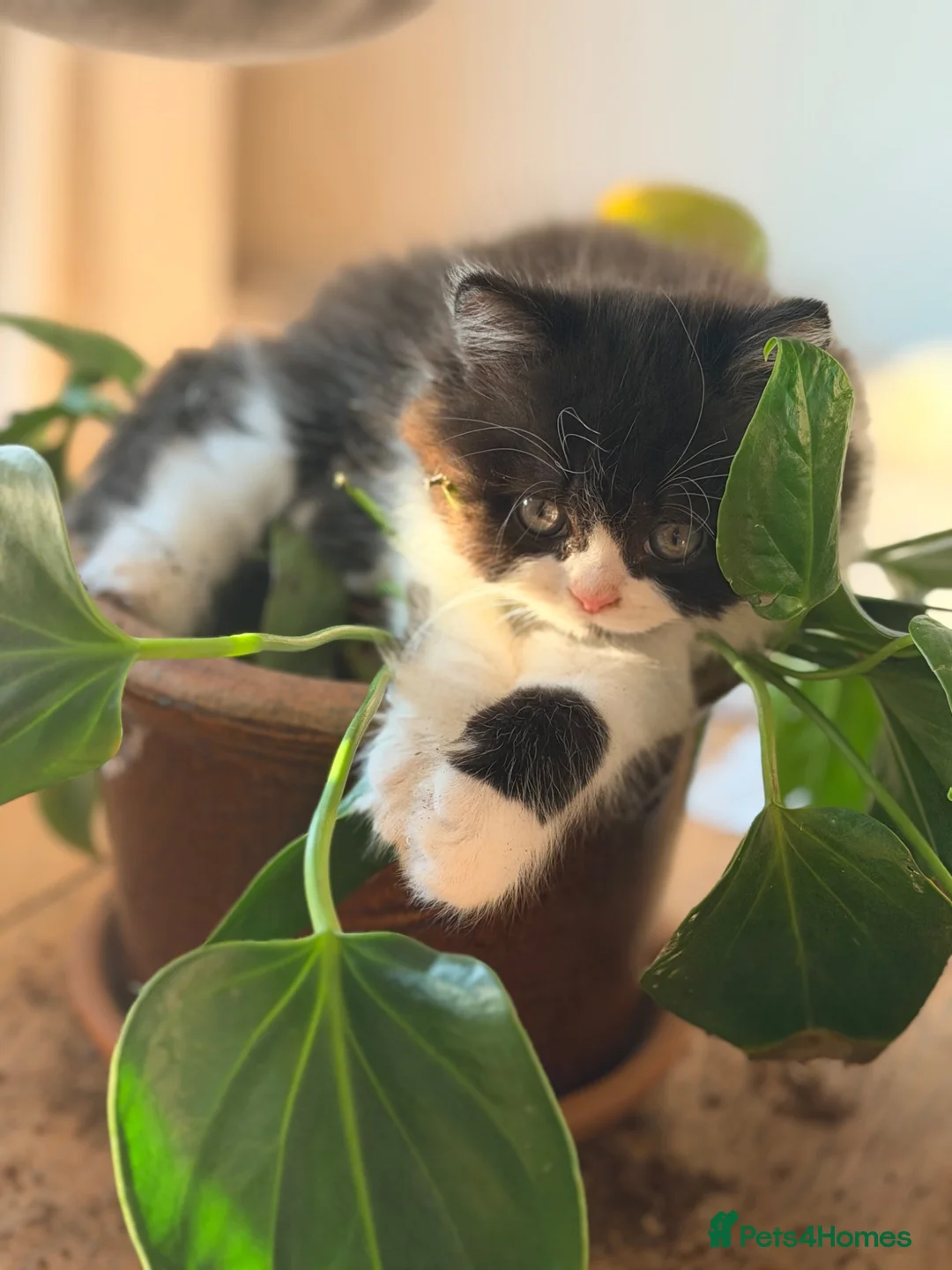 British Longhair cats for sale: GCCF British longhair boy - Advert 10