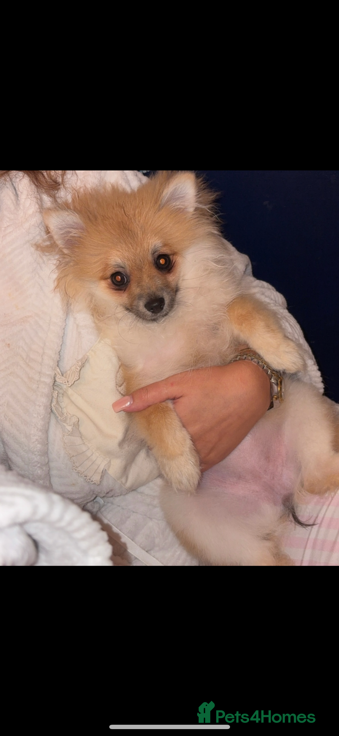 Pomeranian dogs for sale: Lucià - Advert 3