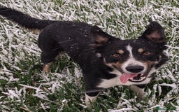 Border Collie dogs for sale: Border collies for sale - Image 11