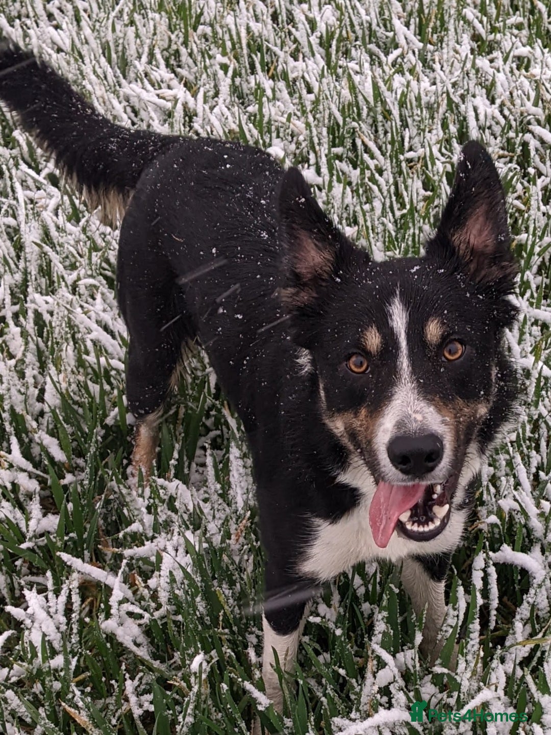 Border Collie dogs for sale: Border collies for sale - Image 11