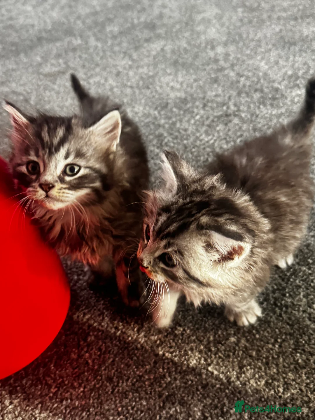 British Longhair cats for sale: Kittens - Advert 7