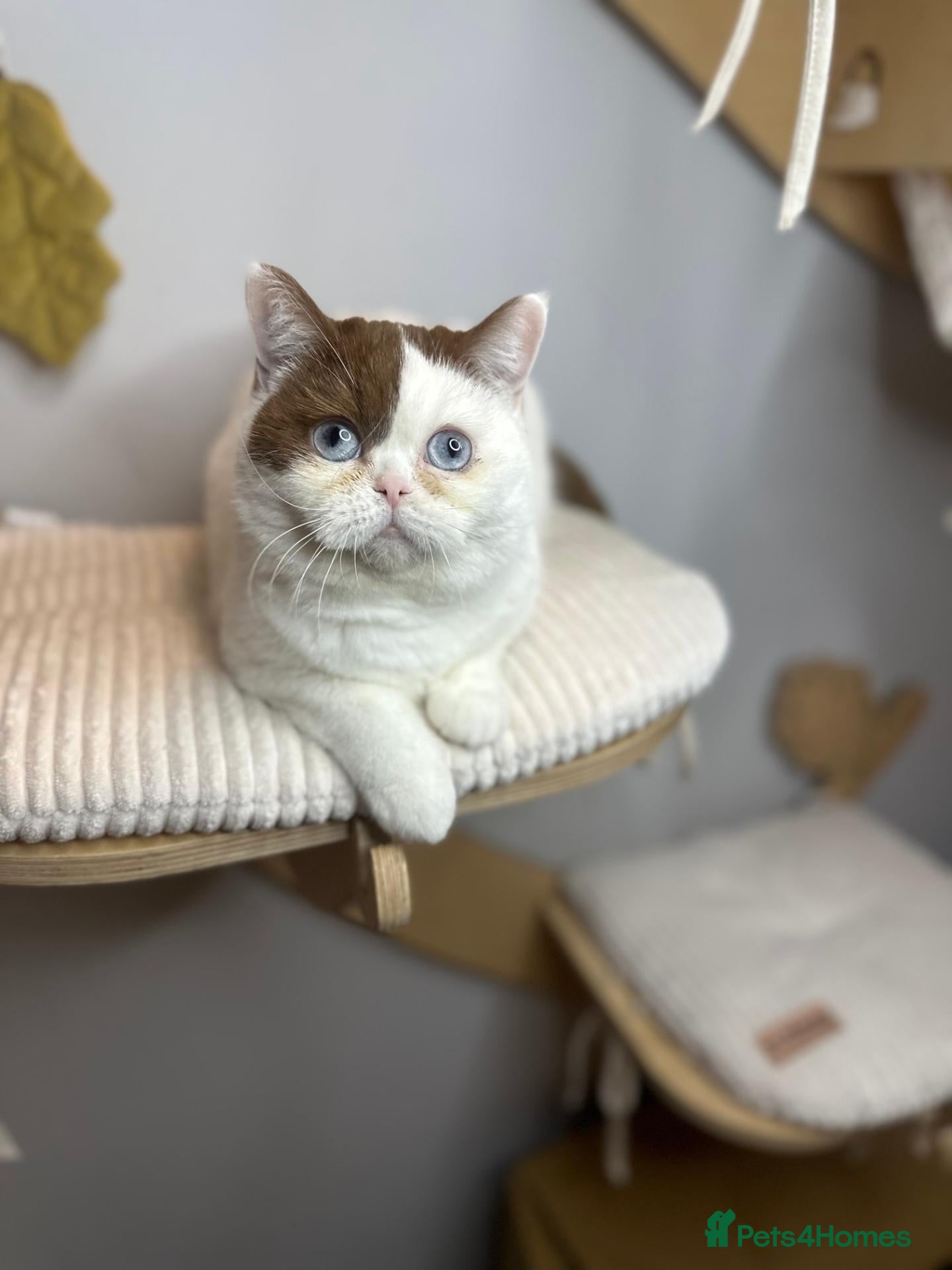 British Shorthair cats Blue Eyed BSH beauty - Advert 2