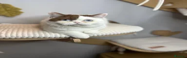 Callista