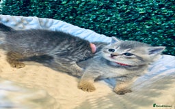 British Shorthair cats for sale: British shorthair kittens  - Image 13