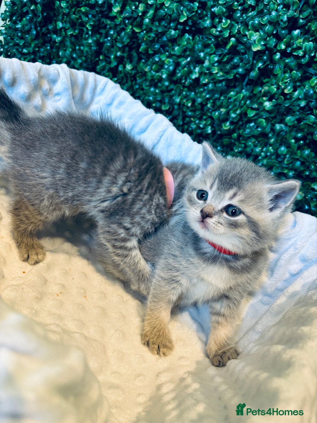 British Shorthair cats for sale: British shorthair kittens  - Image 13