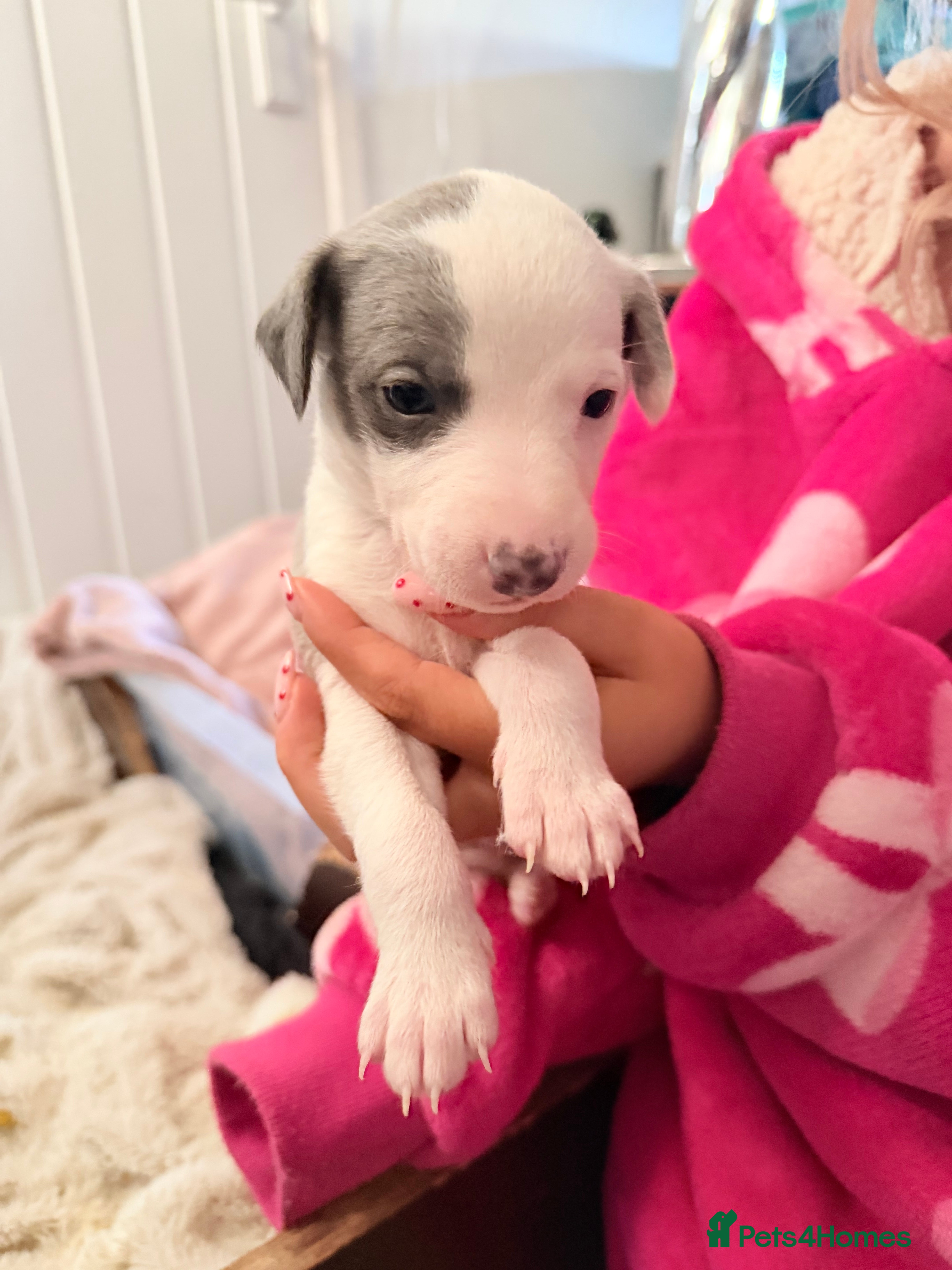 Whippet dogs Beautiful pedigree whippets ONLY BOYS LEFT  - Advert 8