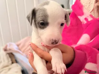 Whippet dogs Beautiful pedigree whippets ONLY BOYS LEFT - Advert 8