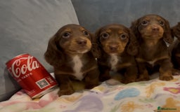 Miniature Dachshund dogs for sale: KC reg PRA clear long hair mini dachshund puppies  in Maidstone - Image 24