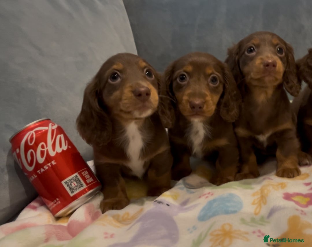 Miniature Dachshund dogs for sale: KC reg PRA clear long hair mini dachshund puppies  in Maidstone - Image 24